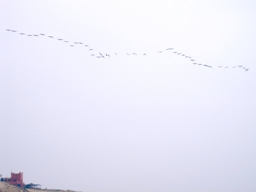 flock of bald Ibis