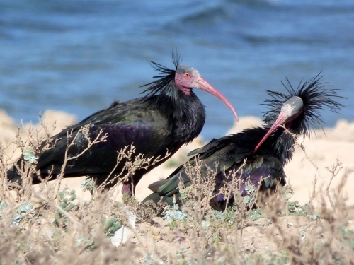 Bald Ibis