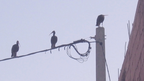 Ibis chauve a la maison